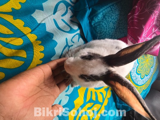 খরগোশ